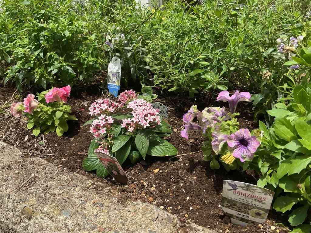 Image (2)