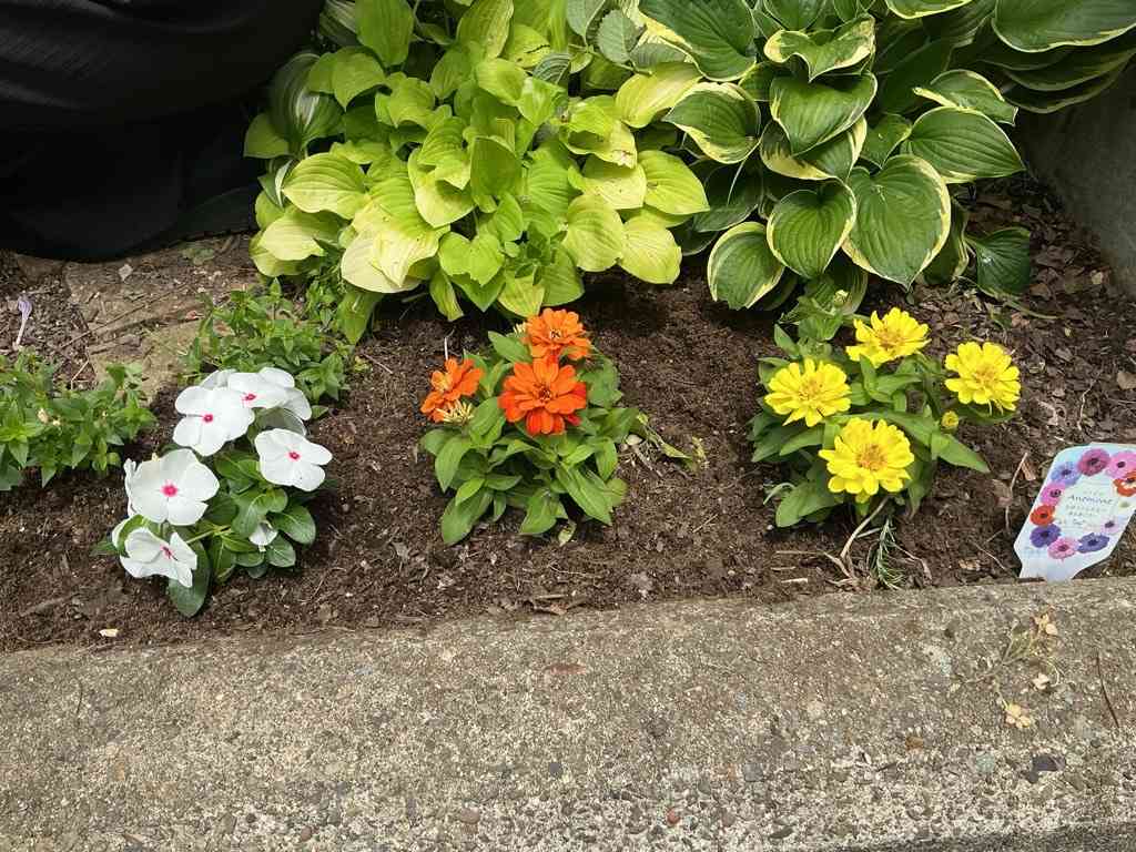 Image (3)