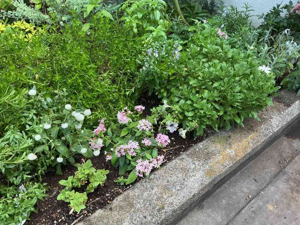 Image (2)