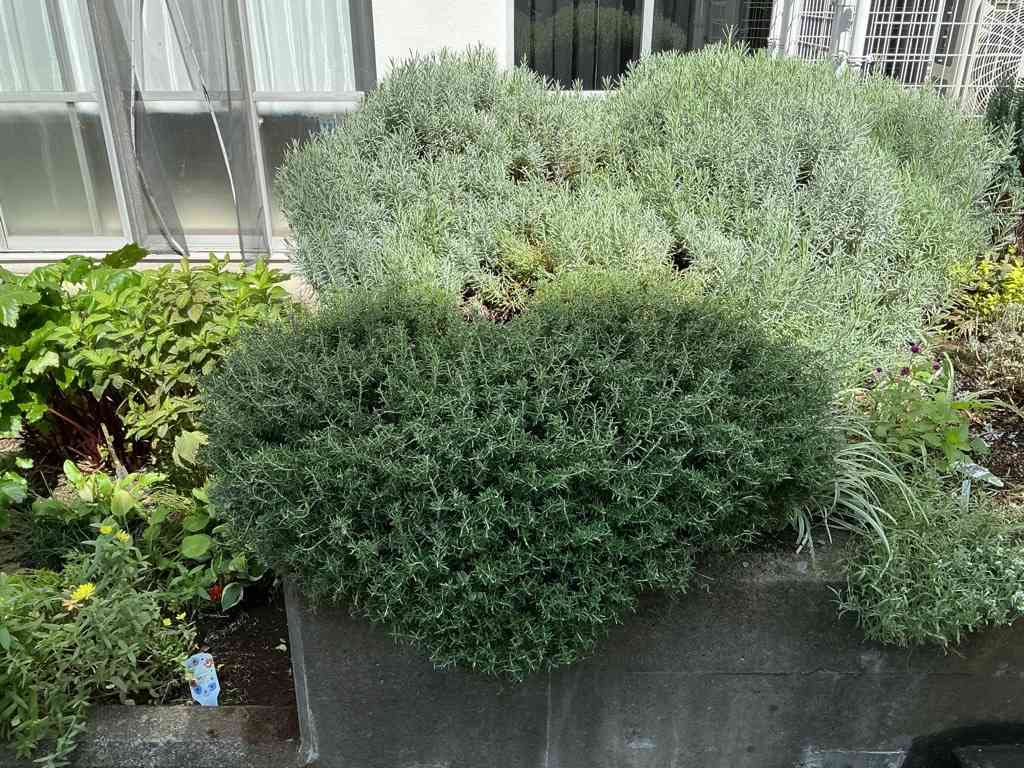 Image (2)